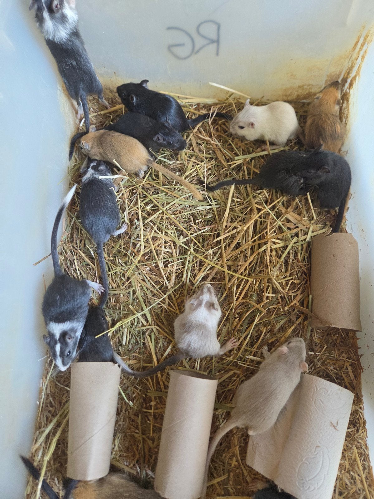 Gerbils, Mei, Meerdere dieren, Overige typen, Tam
