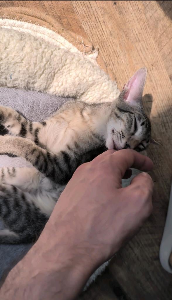 Kittens, Ooster korthaar kittens, oriental kittens, pete..., Dieren en Toebehoren, Katten en Kittens | Raskatten | Korthaar, Meerdere dieren