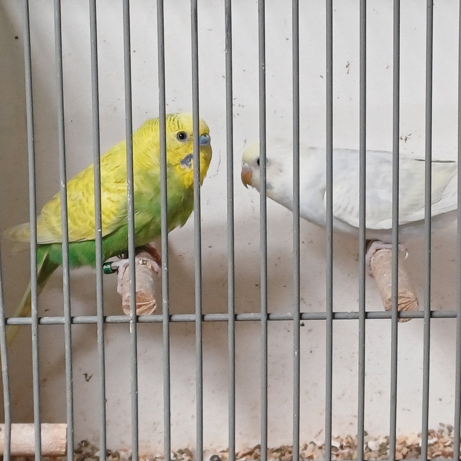 Mooie koppels regenboog grasparkieten, Dieren en Toebehoren, Vogels | Parkieten en Papegaaien, Meerdere dieren, Parkiet