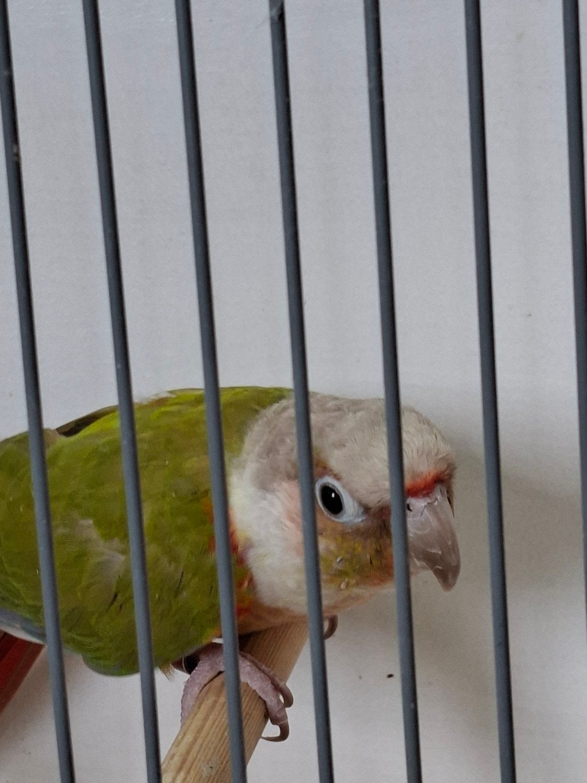 mooie pyrrhurra, Meerdere dieren