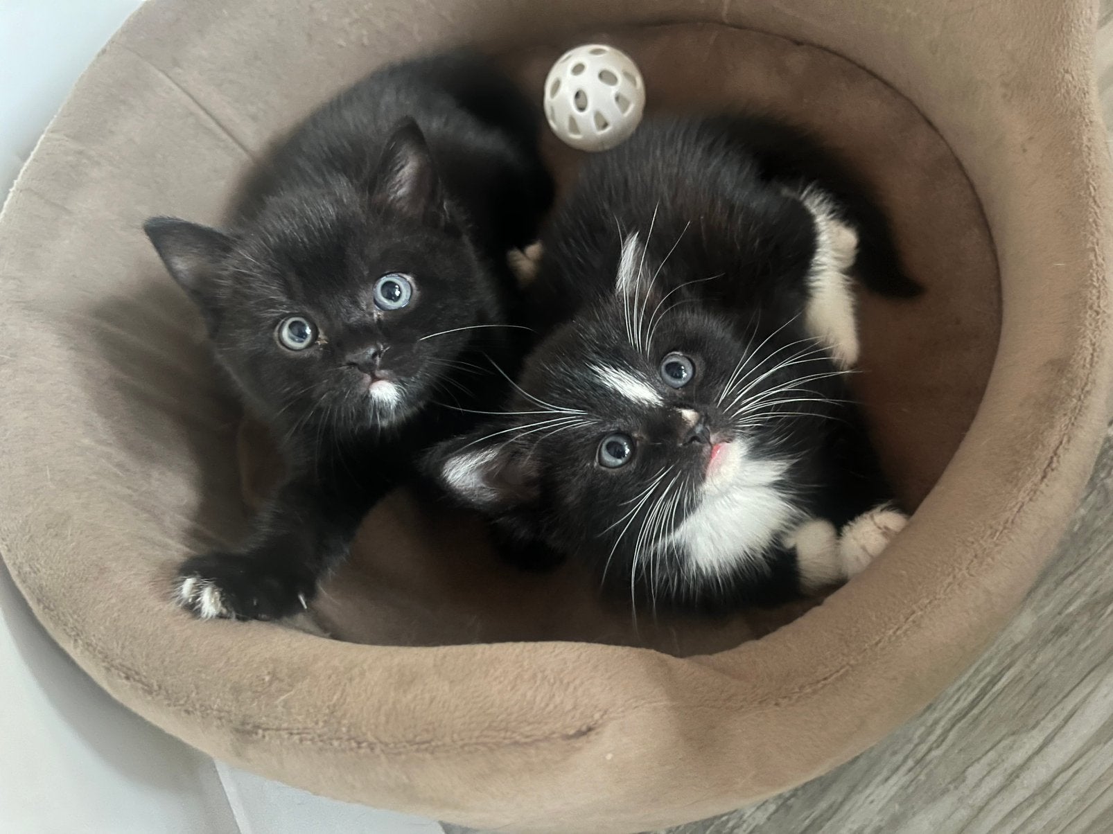 Britse korthaar x, Kater, Ontwormd, 0 tot 2 jaar