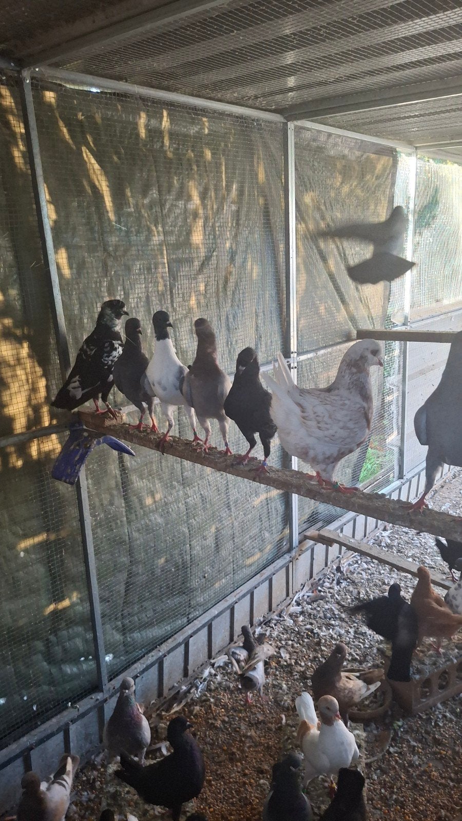 Bijna gratis duiven te kop, Dieren en Toebehoren, Vogels | Duiven, Meerdere dieren, Postduif