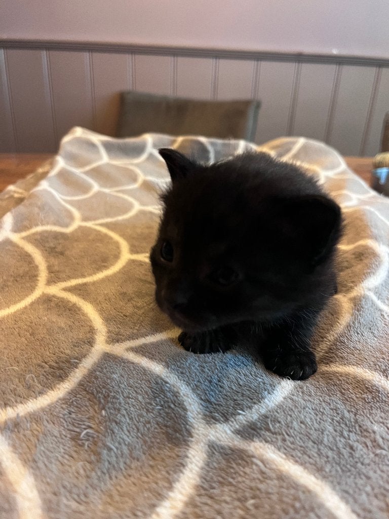 Kittens, Meerdere dieren, Kortharig, 0 tot 2 jaar