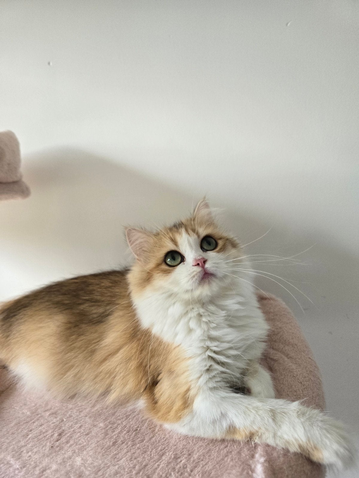 Britse langhaar golden shaded, Dieren en Toebehoren, Katten en Kittens | Overige Katten, Poes