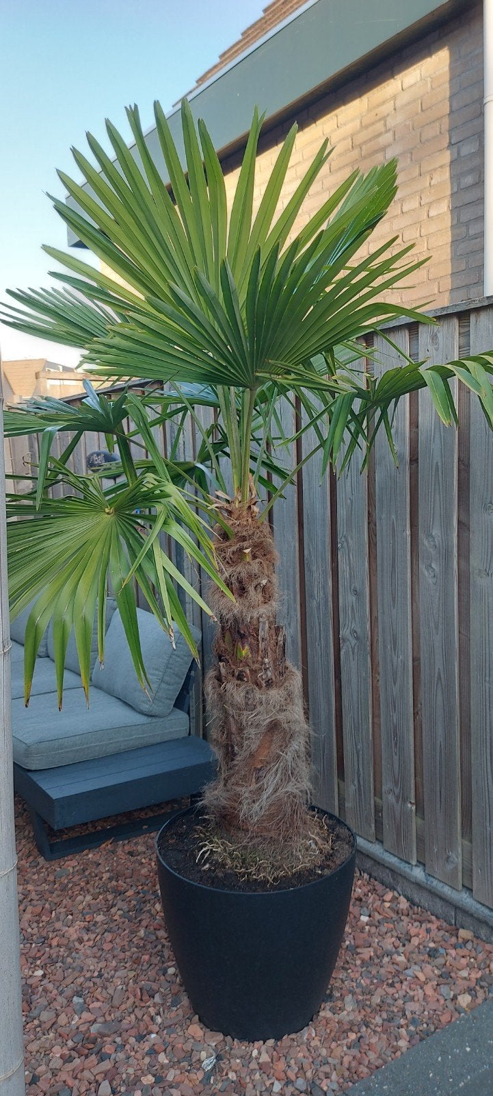 ** Trachycarpus fortunei Palmboom incl pot ** 🌴, 100 tot 250 cm, Zomer, Palmboom, Ophalen