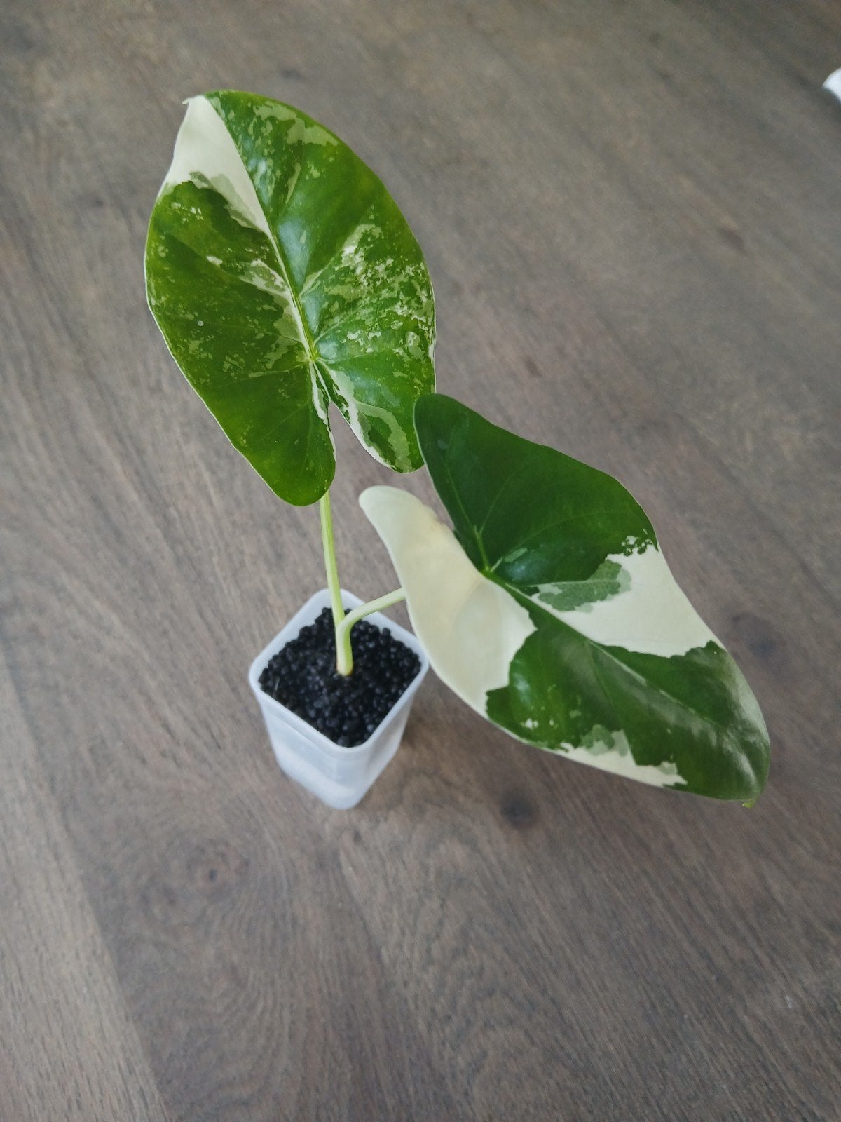 Alocasia Odora variegata, Ophalen of Verzenden, Halfschaduw, Minder dan 100 cm
