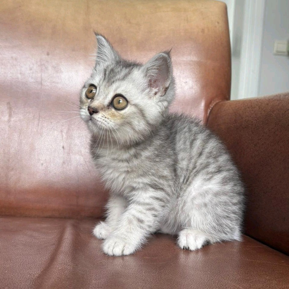 Lieve Britse korthaar kittens, Dieren en Toebehoren, Meerdere dieren, Ontwormd, 0 tot 2 jaar