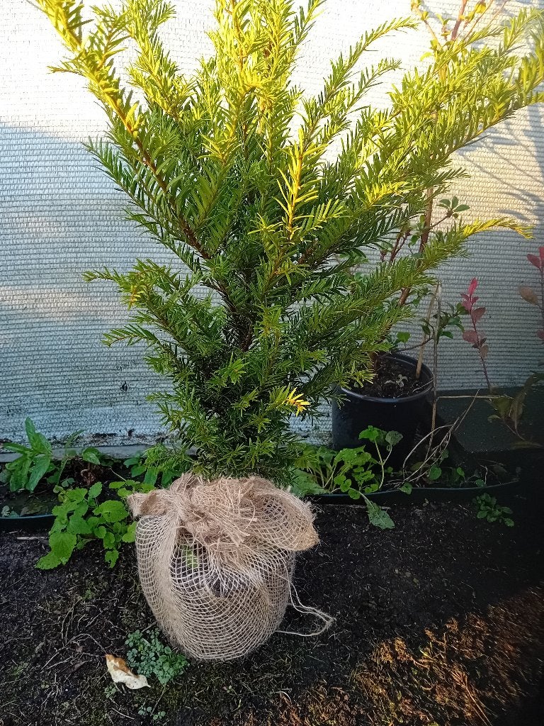 Taxus Haagplanten, Ophalen, Taxus, Minder dan 100 cm