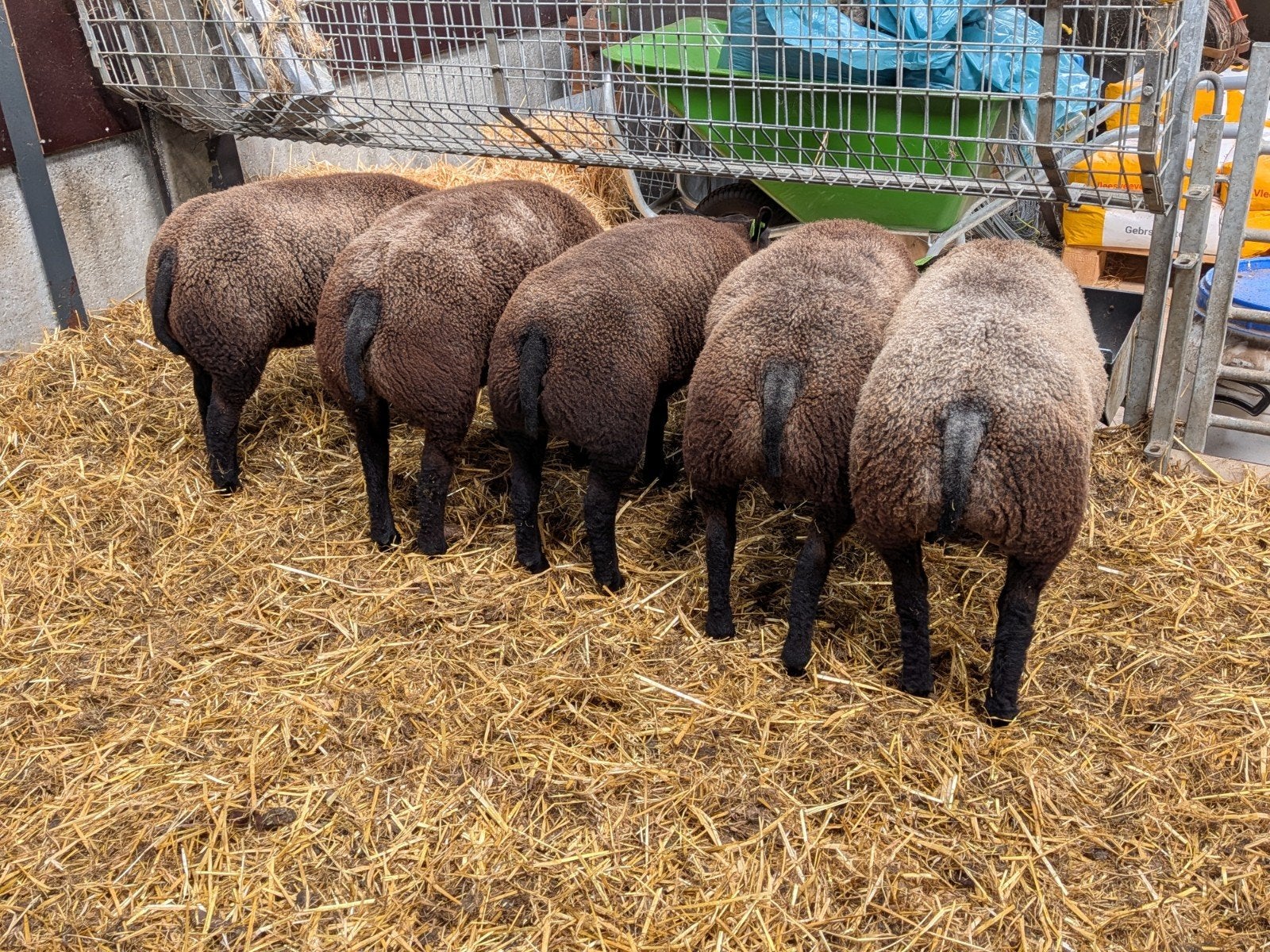 Blauwe Texelaar ramlammeren ARR/ARR, Dieren en Toebehoren, Schapen, Geiten en Varkens, Mannelijk, Schaap