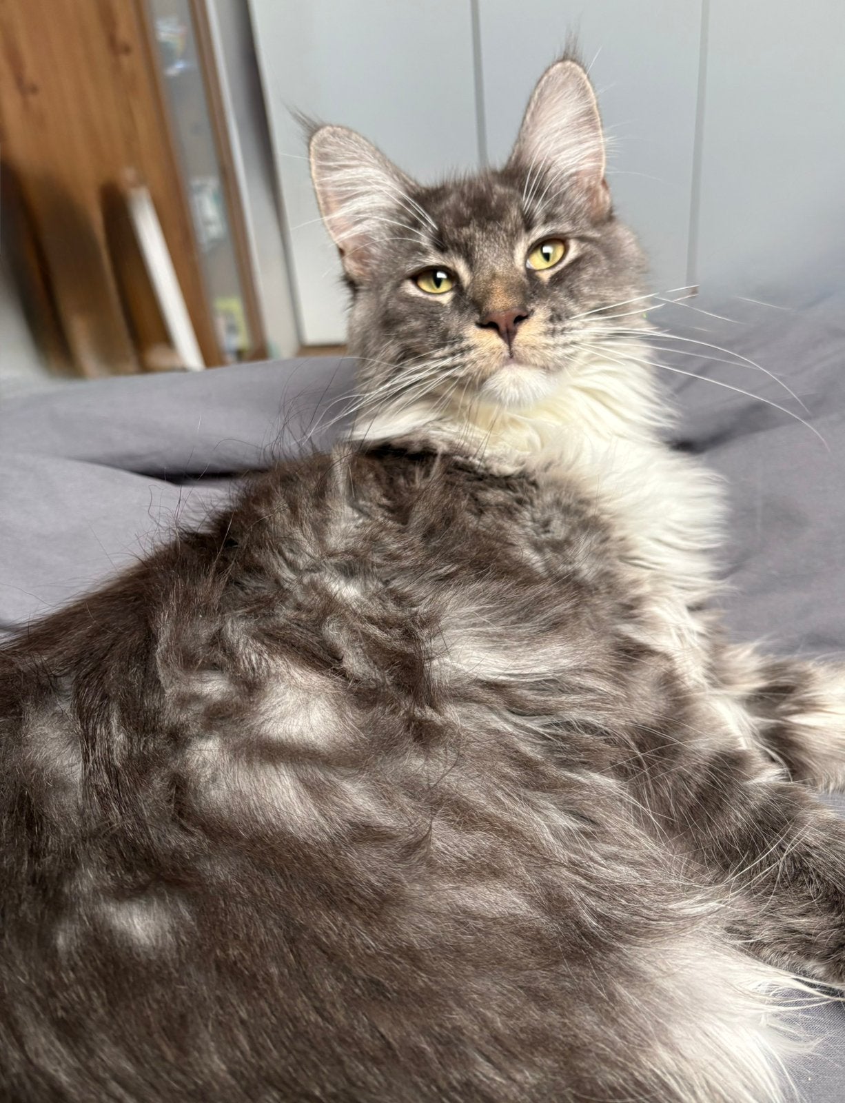 Stamboom maine coon kater met eventueel toebehoren, Dieren en Toebehoren, Kater, Met stamboom, 0 tot 2 jaar