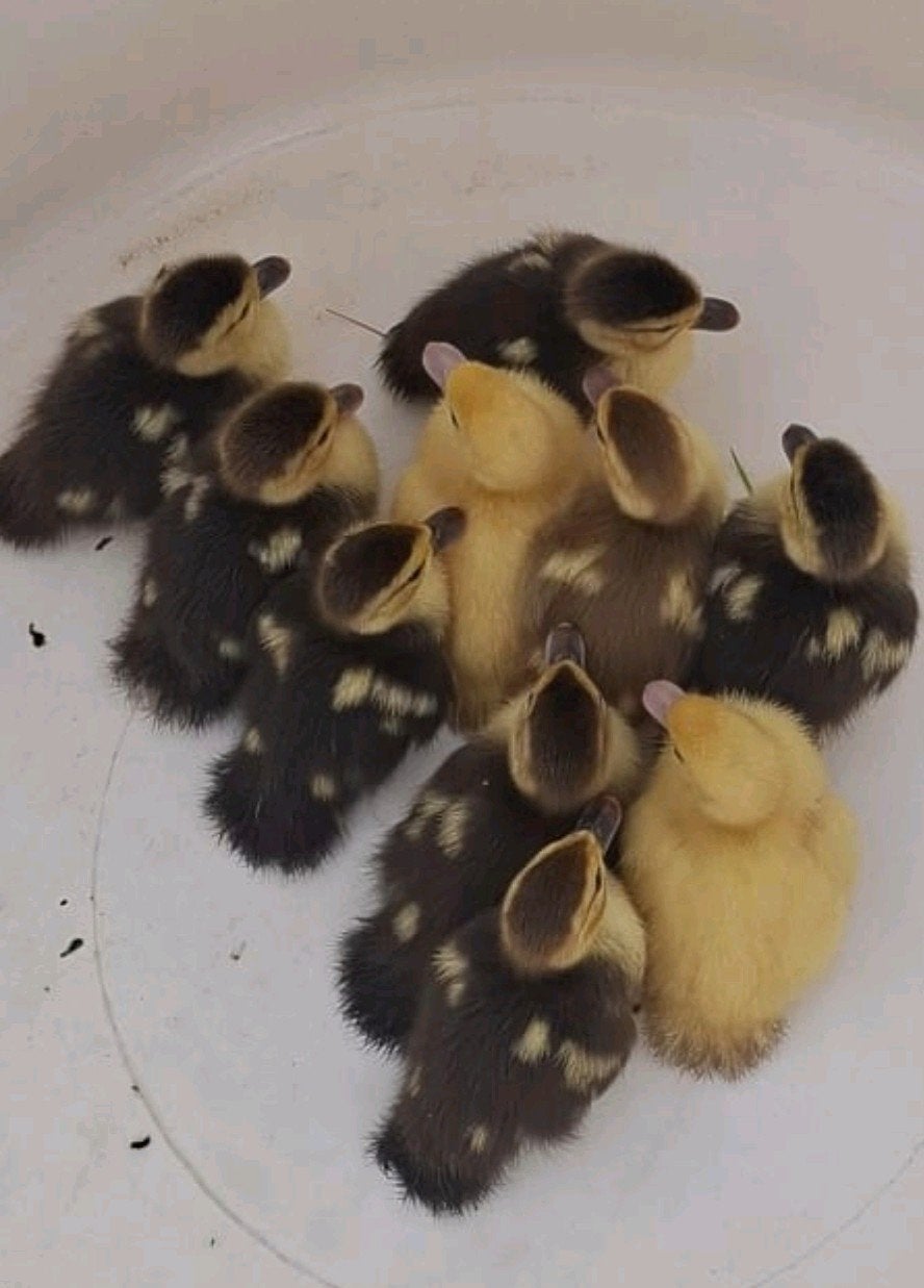 Te koop muskuseenden kuikens, Dieren en Toebehoren, Meerdere dieren, Eend