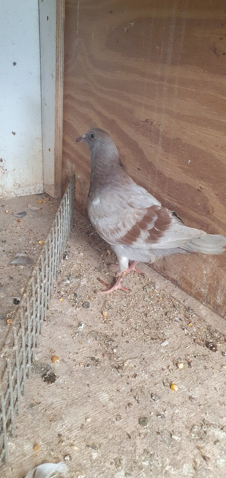 3 jonge kleur postduiven, Dieren en Toebehoren, Vogels | Duiven, Meerdere dieren, Postduif