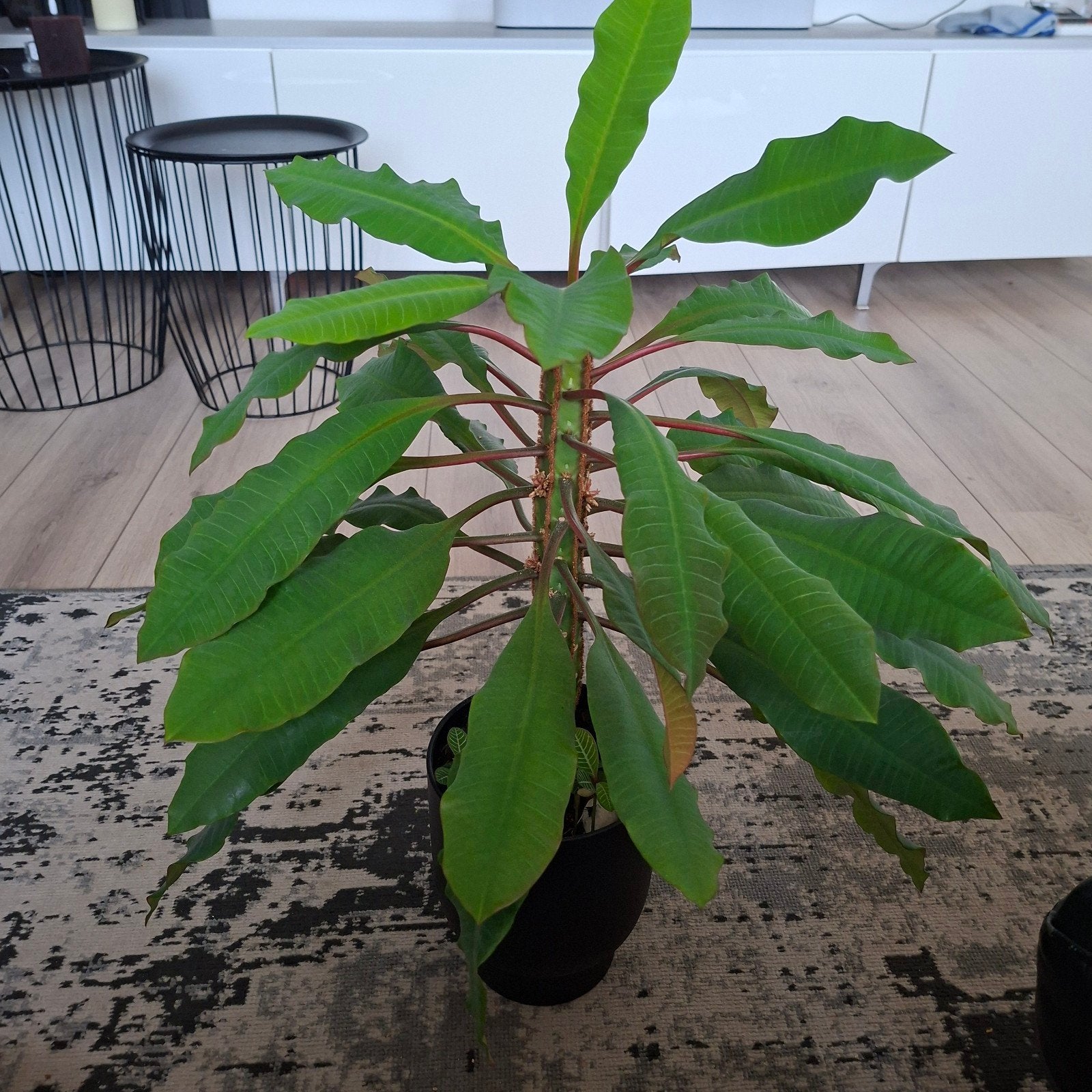 Madagscar plant zitten al stekjes bij in., Ophalen, 100 tot 150 cm, Overige soorten, Halfschaduw