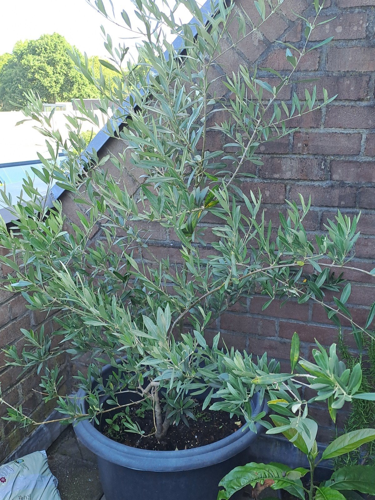 Olijfboom in pot - Mediterrane sfeer voor uw tuin, Ophalen of Verzenden