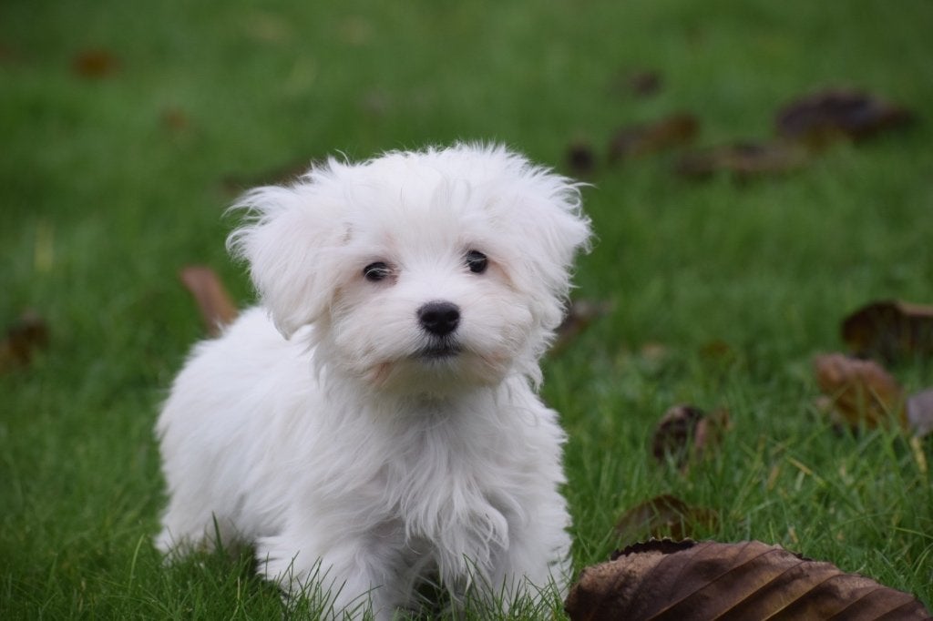 Maltezer pups, Maltezer, 15 weken tot 1 jaar, Buitenland, Parvo