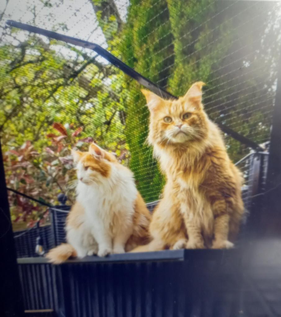 15 Beugels/ haken voor kattengaas met 2 hoekadaptors, Ophalen, Zo goed als nieuw