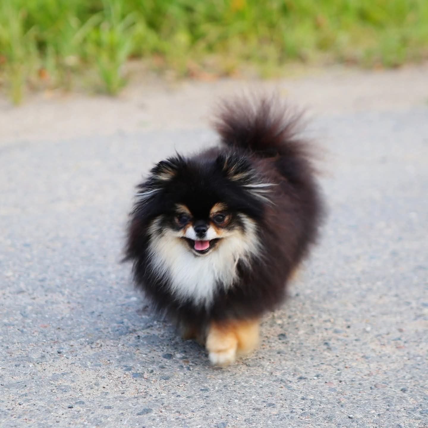 Pomeranian teefje met stamboom | PL vrij + kortsnuitentest, Dieren en Toebehoren, Fokker | Hobbymatig, Keeshond, 1 tot 2 jaar