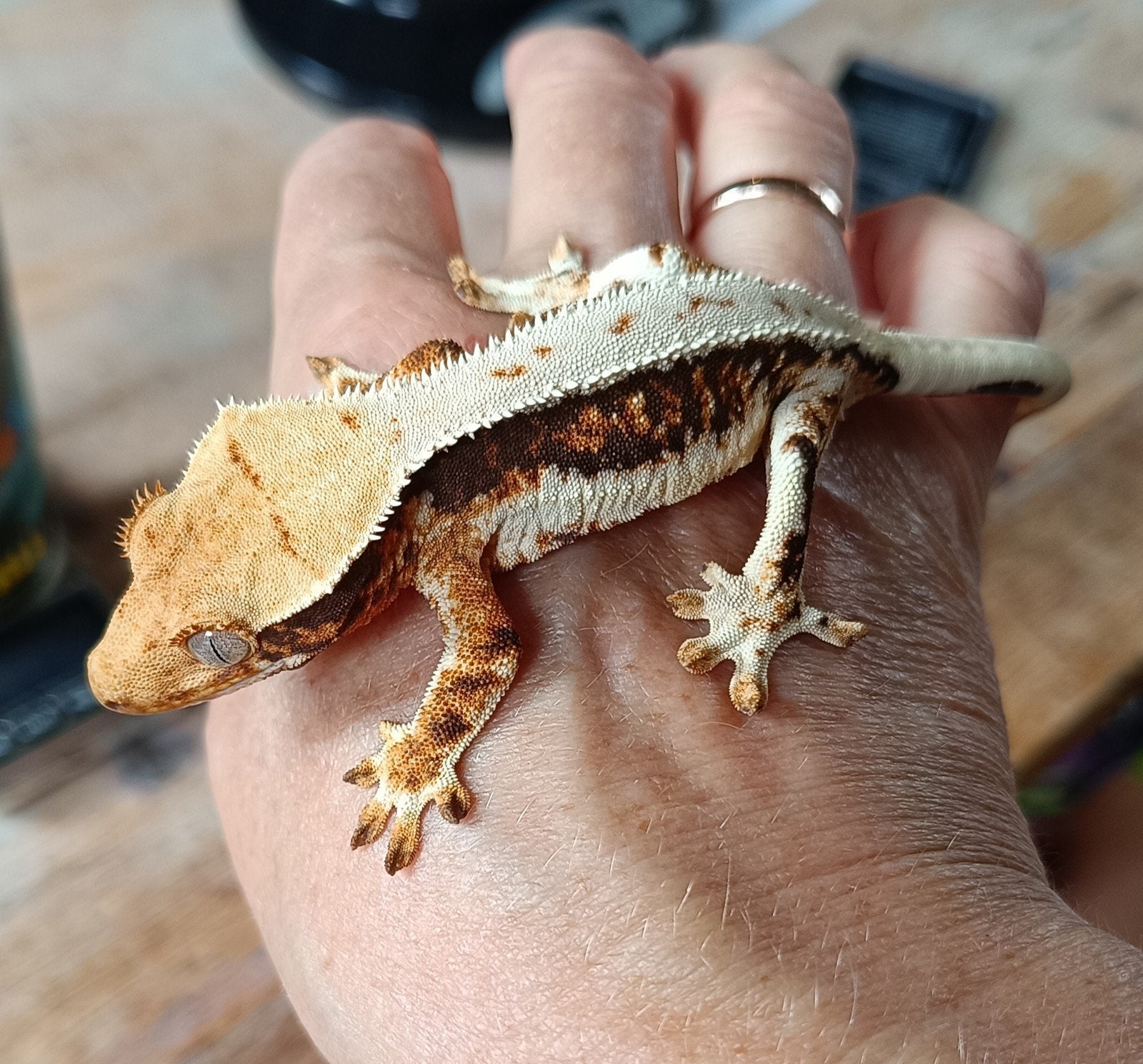 Wimpergekko vrouw Lillywhite, Dieren en Toebehoren, Hagedis, 0 tot 2 jaar