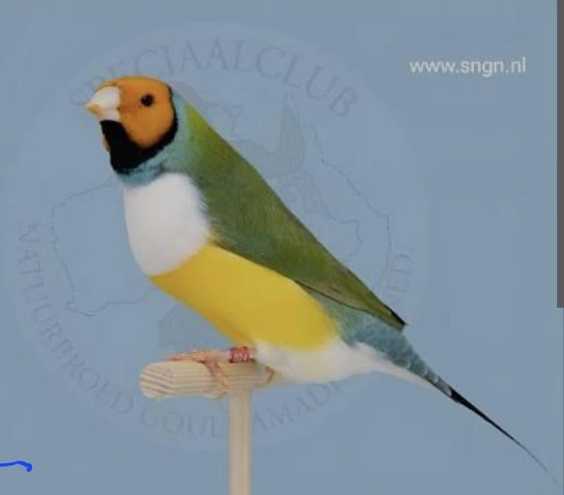 Gezocht oranjekop witborst gouldamadine !!!, Dieren en Toebehoren, Vogels | Kanaries, Meerdere dieren, Kleurkanarie
