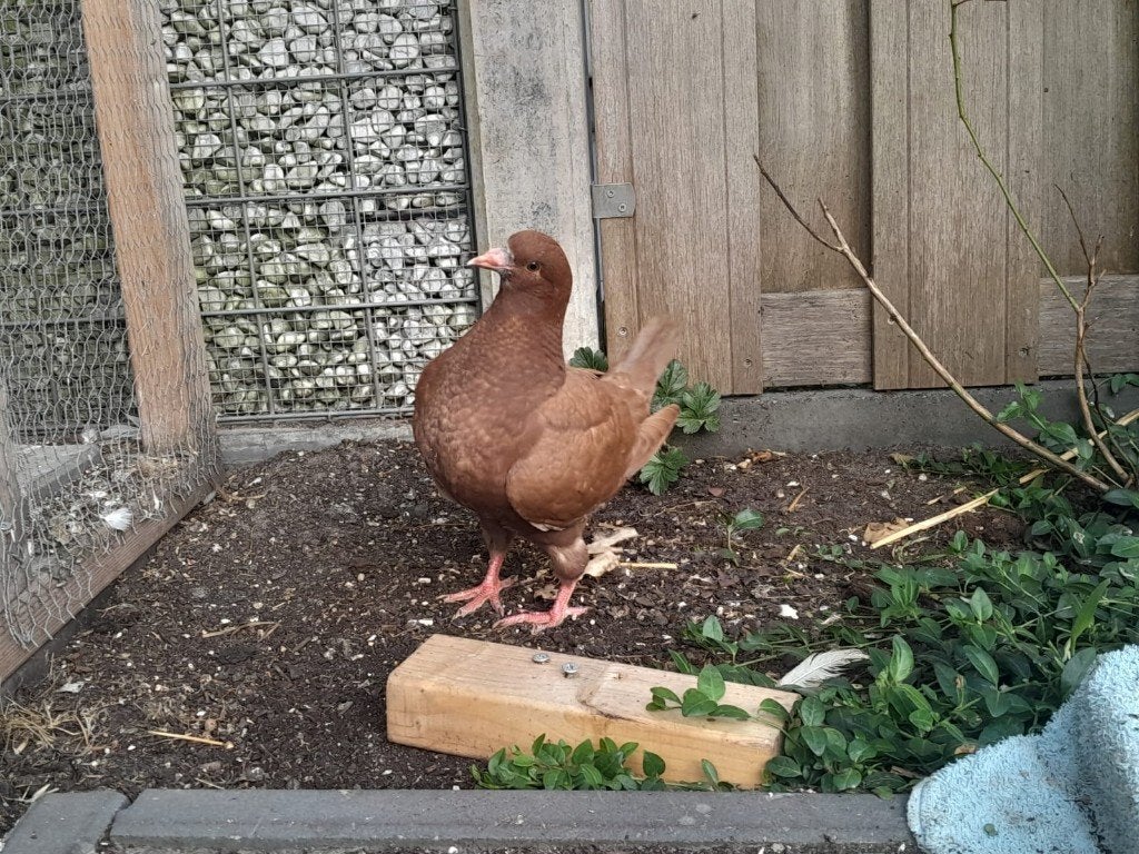 jonge king duif, Dieren en Toebehoren, Vogels | Duiven, Geslacht onbekend, Overige soorten