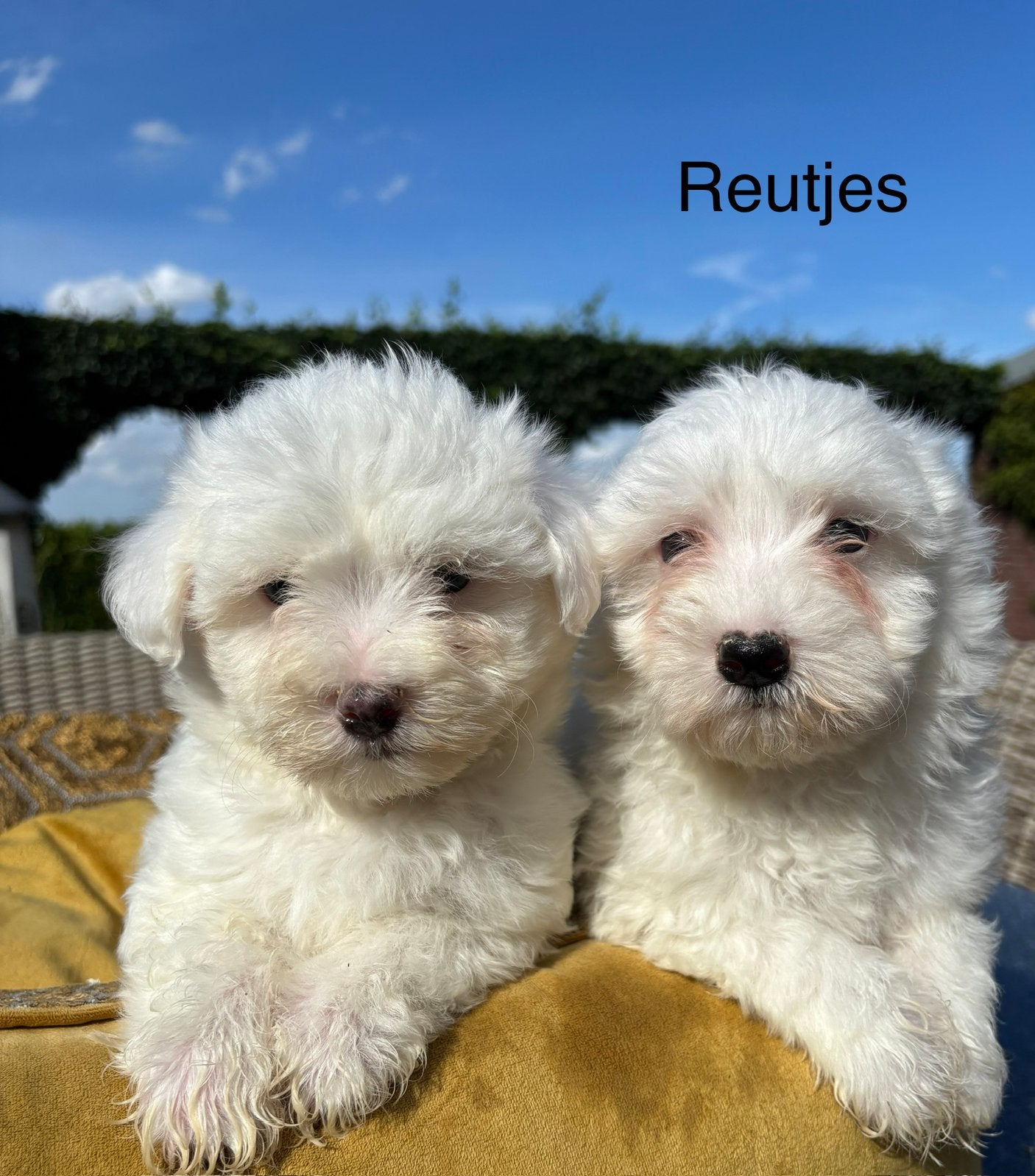 Maltezer pups, Dieren en Toebehoren, Nederland, Overige rassen, 8 tot 15 weken, Meerdere