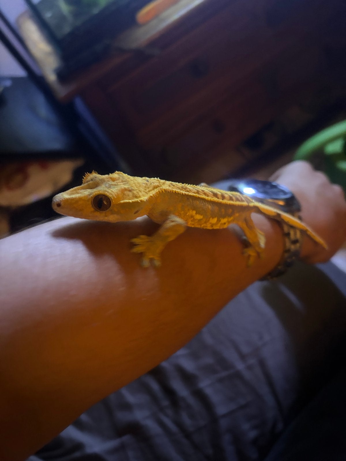 Wimper gekko met bio actief terrarium Crested Gecko photo 9