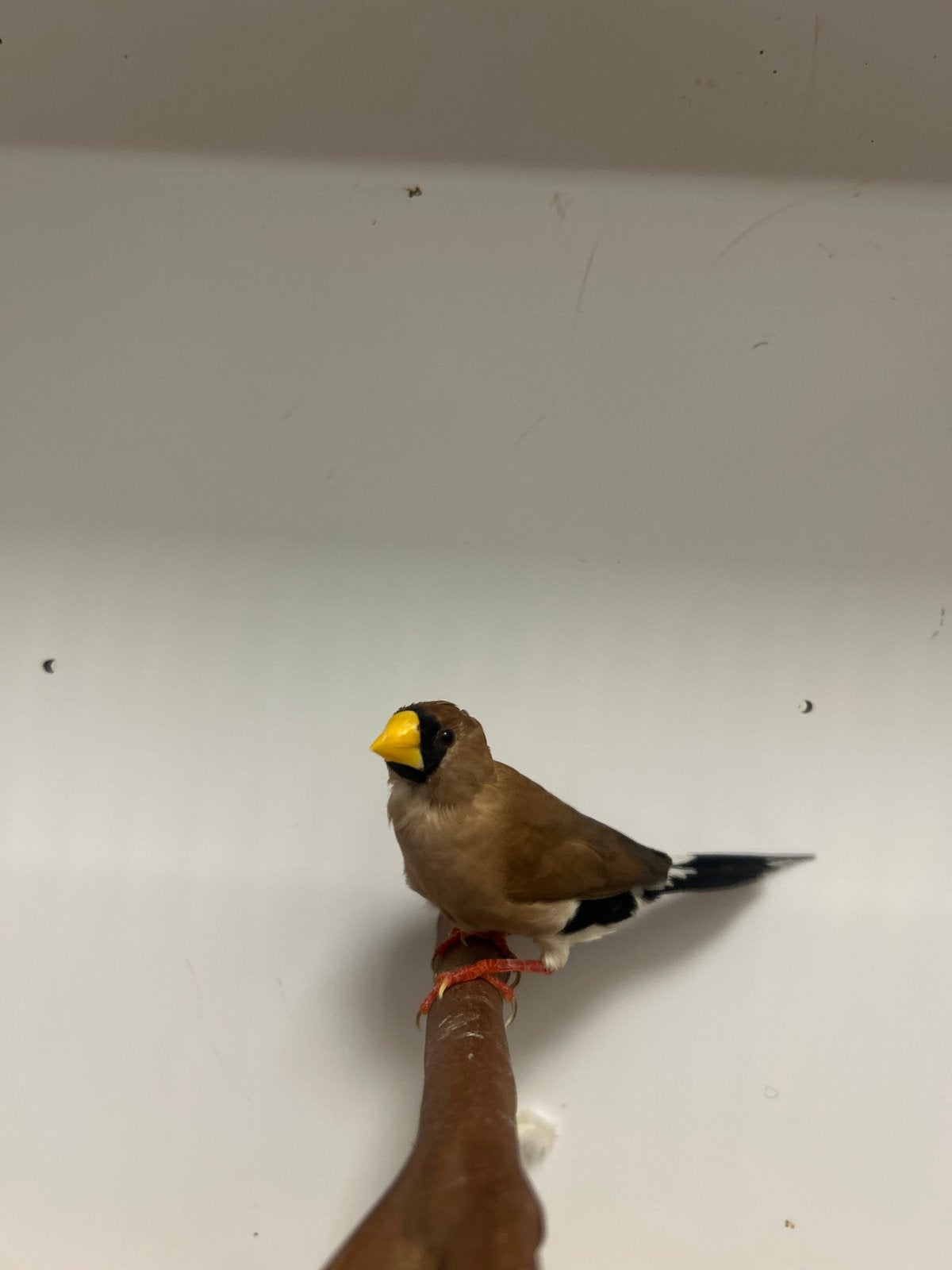 2-1 maskeramadine, Dieren en Toebehoren, Vogels | Overige Vogels, Meerdere dieren, Tropenvogel, Geringd