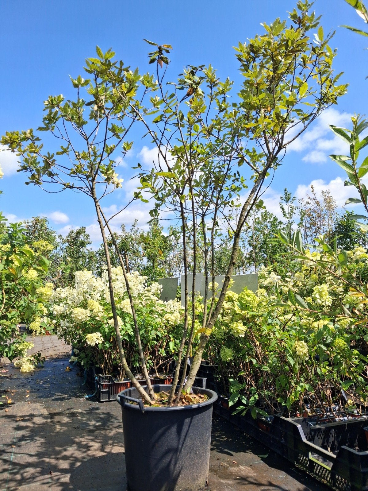 1 x meerstammige Quercus ilex, steeneik €164,- 175cm, Bloeit niet, Halfschaduw, 100 tot 250 cm, Overige soorten