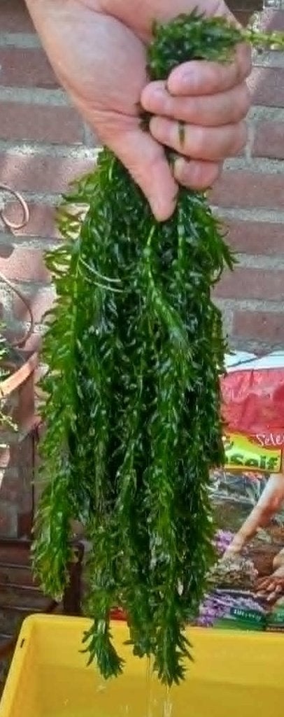 waterpest planten, Ophalen of Verzenden, Zo goed als nieuw