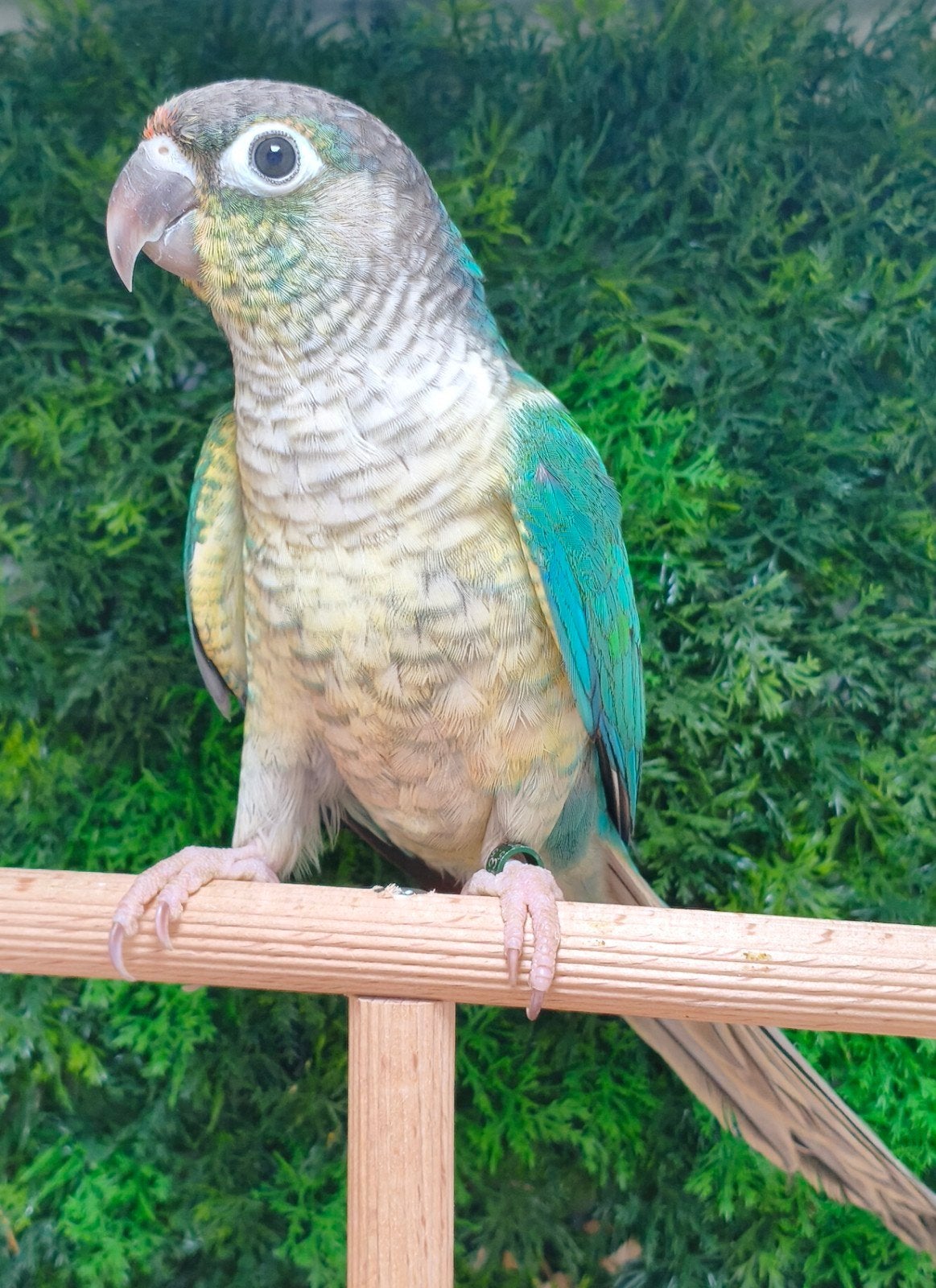 pyrrhura molinae violet opaline pop, Dieren en Toebehoren, Vrouwelijk, Parkiet, Geringd