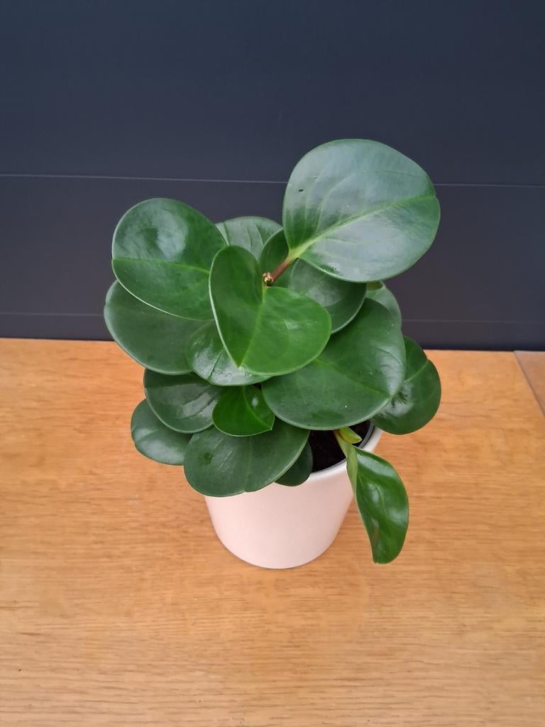 Peperomia Obtusifolia, Huis en Inrichting, Kamerplanten, Ophalen, Halfschaduw, Minder dan 100 cm