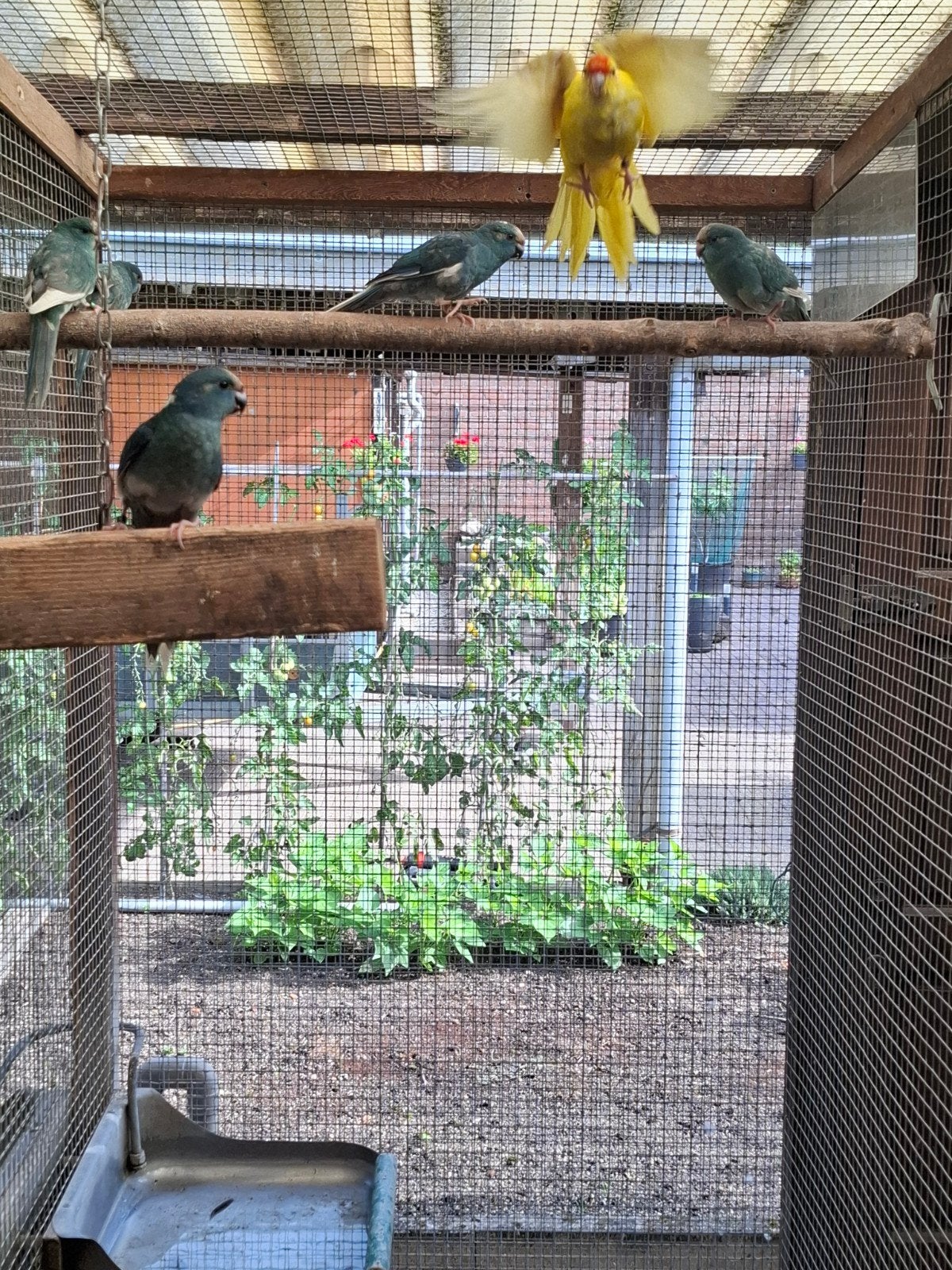 kakariki, Meerdere dieren, Parkiet, Geringd
