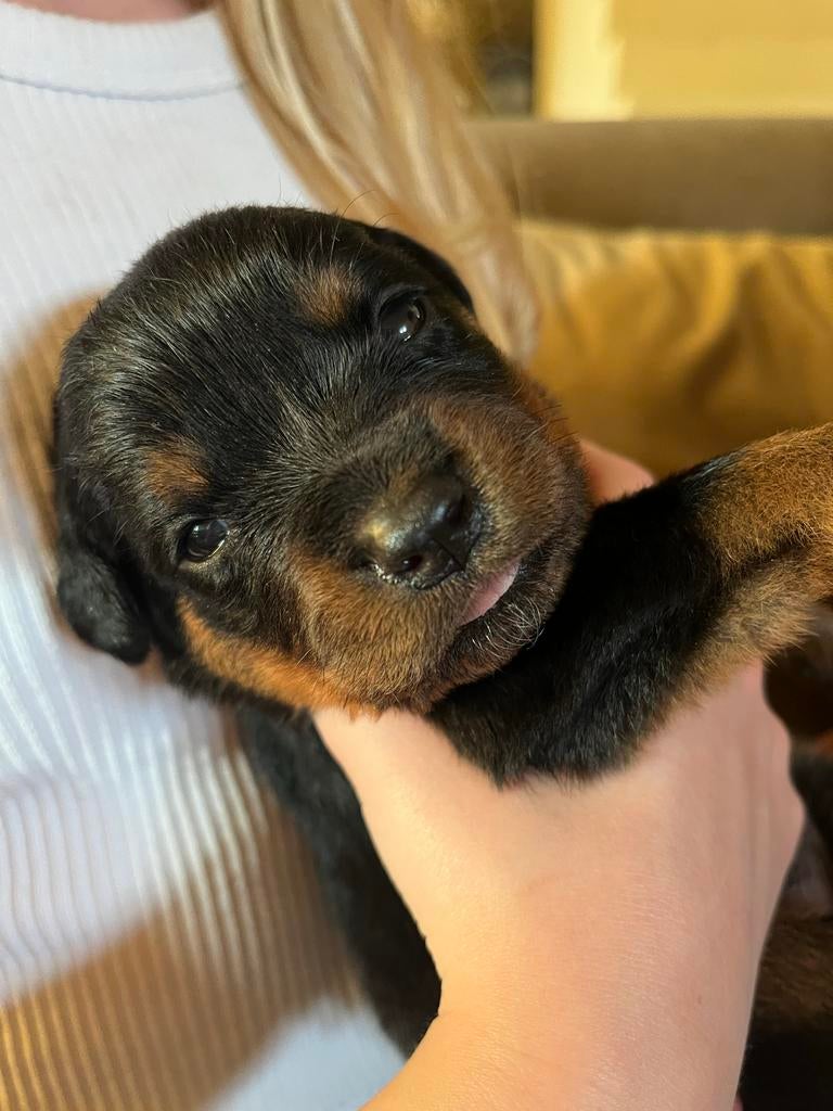 Rottweiler pups, Ophalen