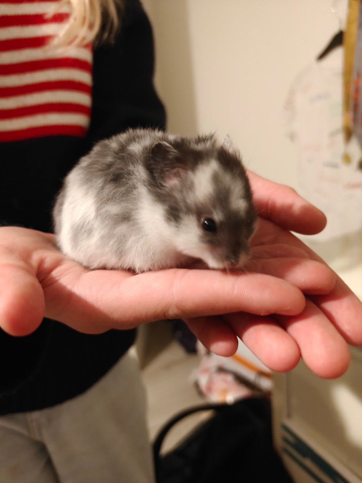 Tamme Goudhamster vrouwtje, Dieren en Toebehoren, Hamster, Juli, Vrouwelijk, Tam
