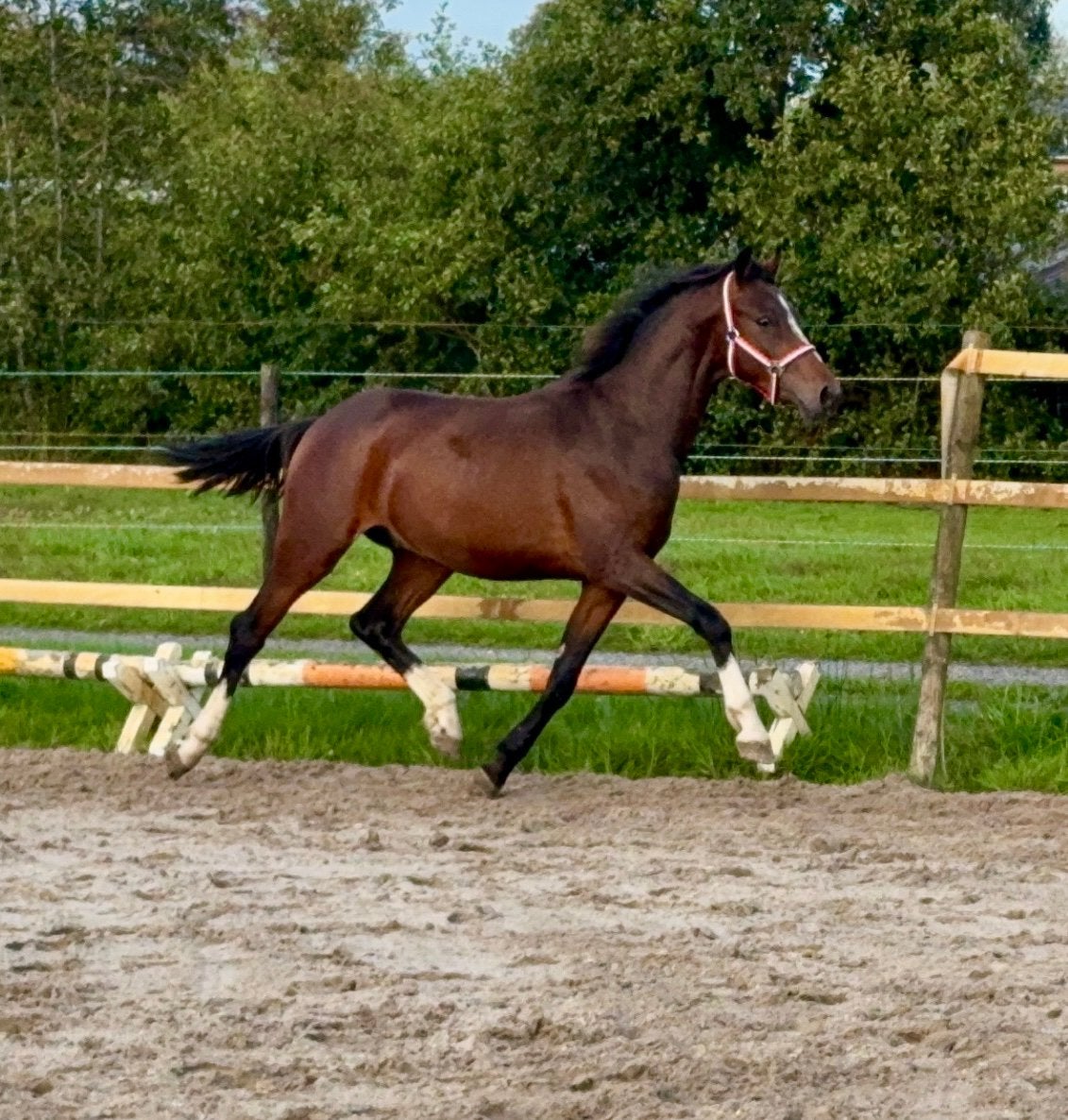 2,5 jarige welsh D pony hengst, Dieren en Toebehoren, Met stamboom, Dressuurpony, Niet van toepassing, 0 tot 2 jaar