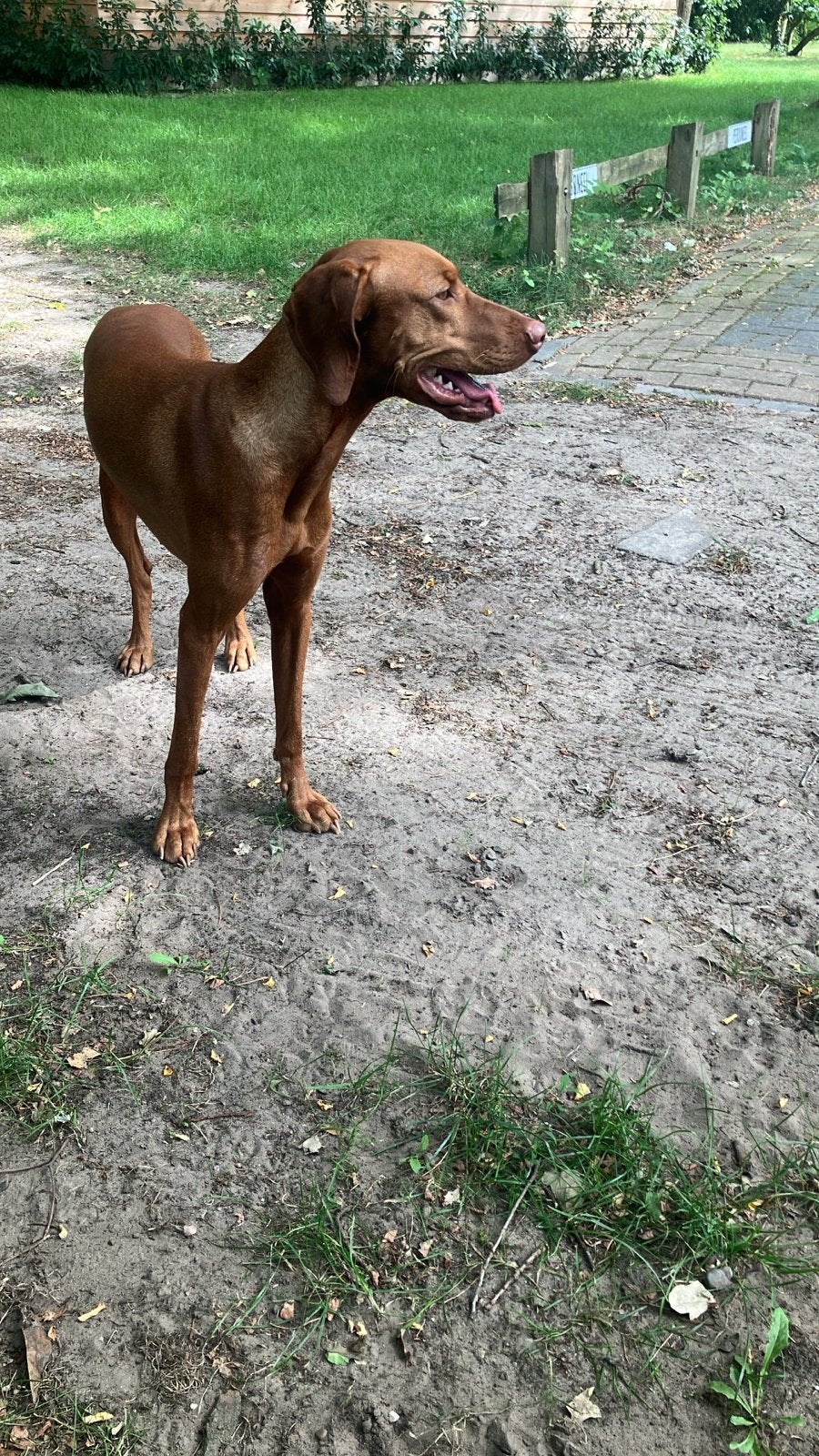 Superlieve vizsla te koop wegens ander werk, 1 tot 2 jaar, Parvo, Eén hond, Nederland