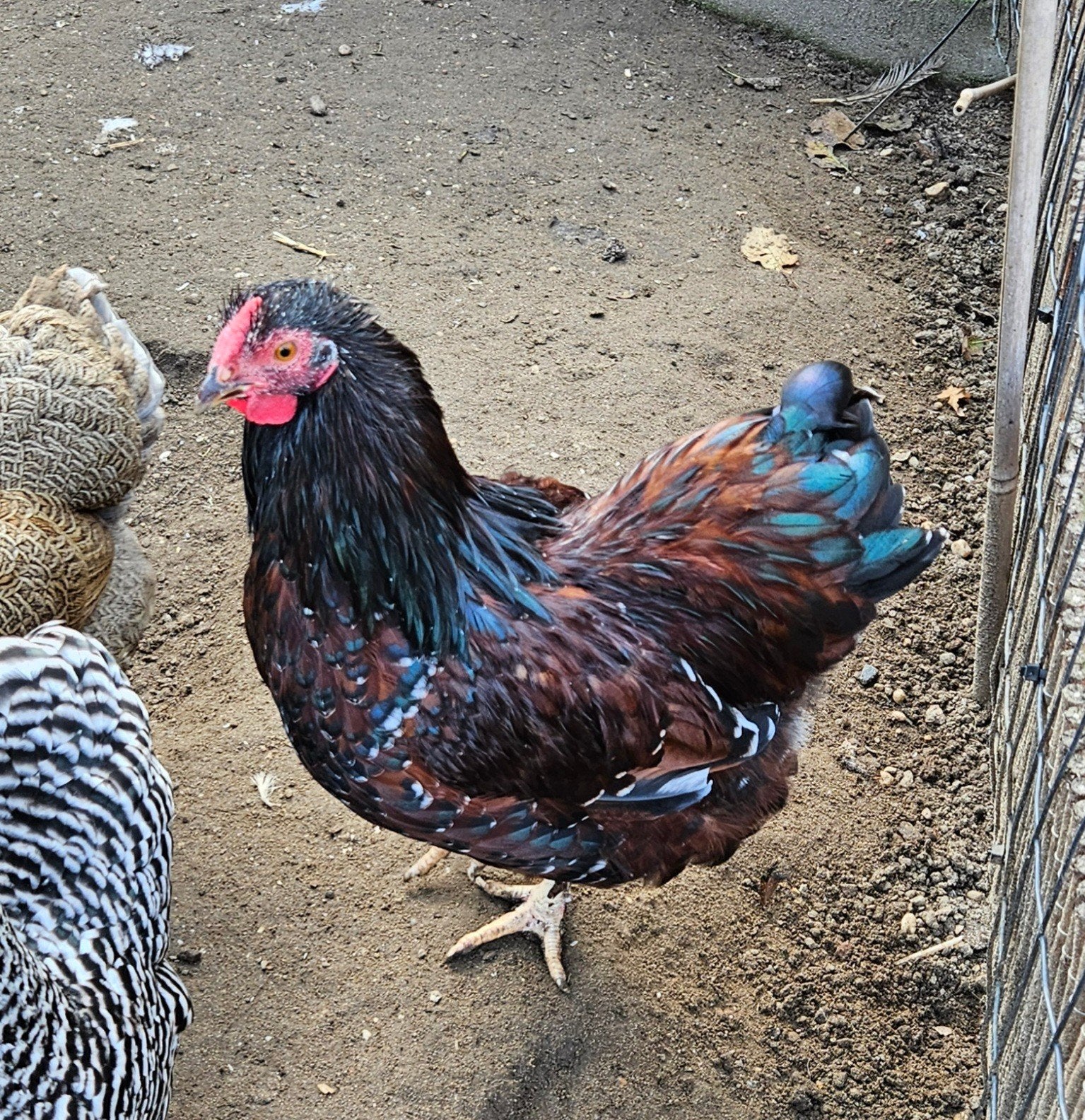 Wyandotte Haan !, Dieren en Toebehoren