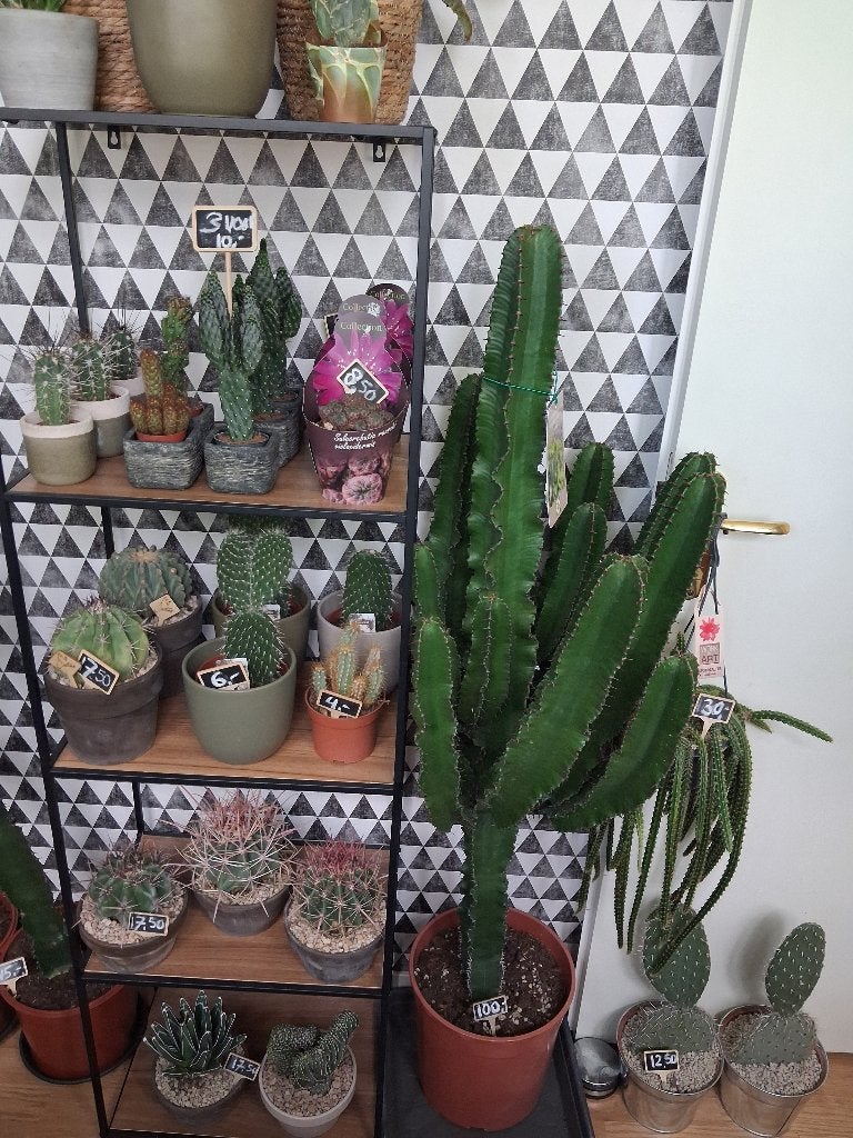 Verschillende Cactussen (groot en klein) - Cactus / Vetplant, Huis en Inrichting, Kamerplanten, Ophalen, Cactus, Minder dan 100 cm