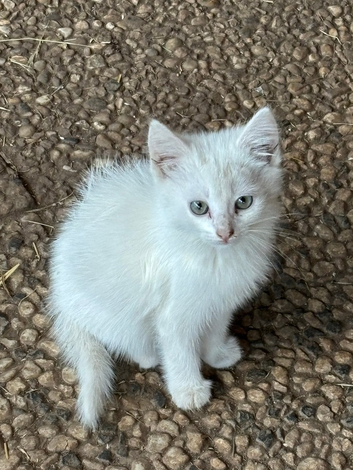 Kruising Turkse Angora kitten (laatste), Meerdere dieren