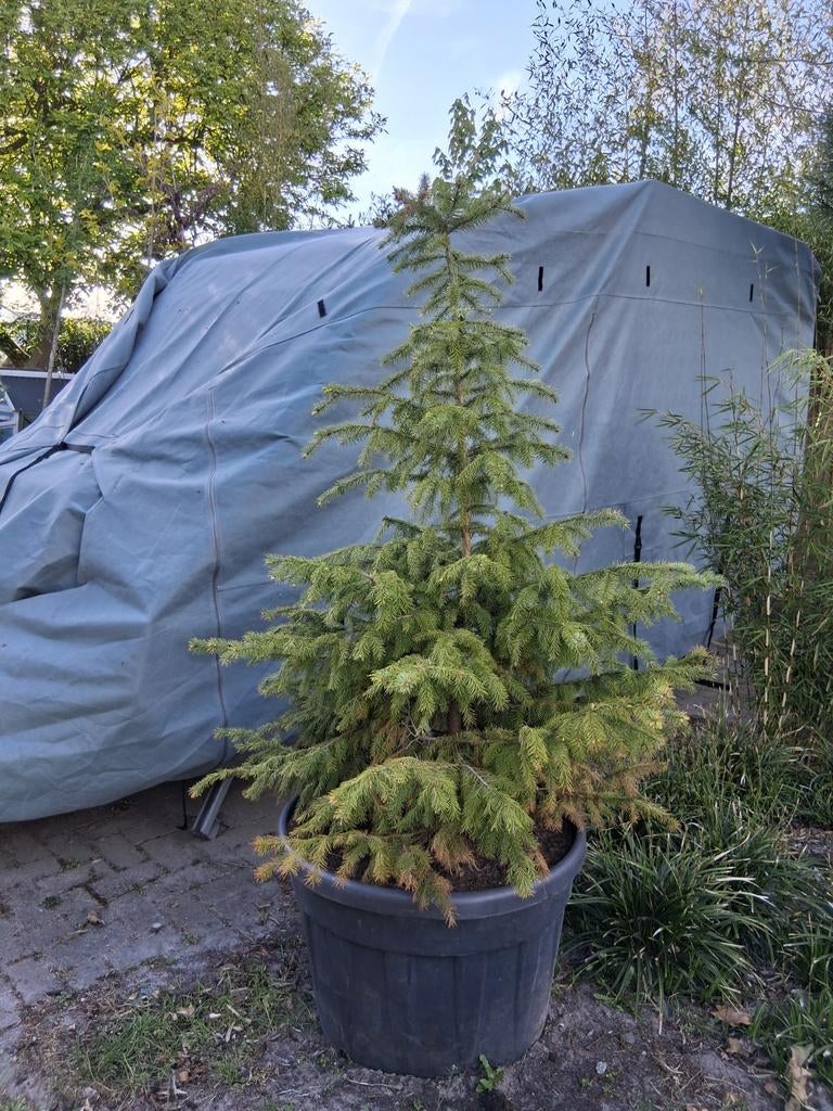 Picea omorika servische spar, Ophalen, Bloeit niet, Volle zon, Overige soorten