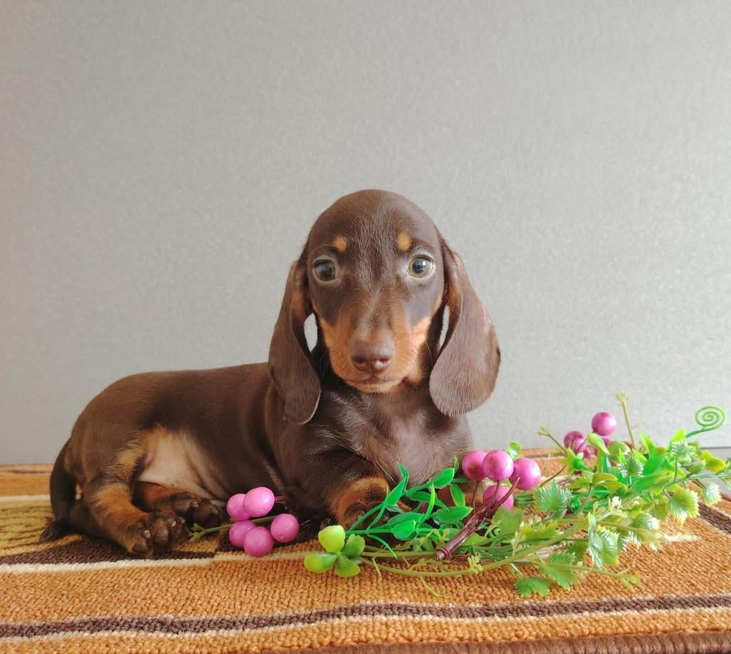 Exclusieve chocoladekleurige Kaninchen Teckel reu beschikbaa, Kaninchen, Particulier, 15 weken tot 1 jaar, Reu