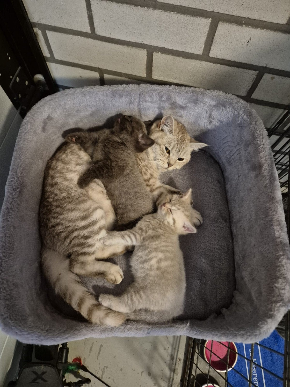 Britse silver tabby korthaar kitten, Meerdere dieren, Kortharig, 0 tot 2 jaar
