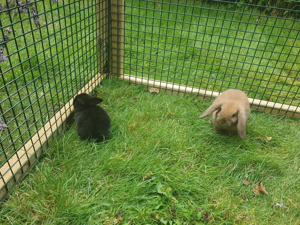 Babykonijntjes hangoor, Dieren en Toebehoren, Vrouwelijk, Dwerg, Hangoor