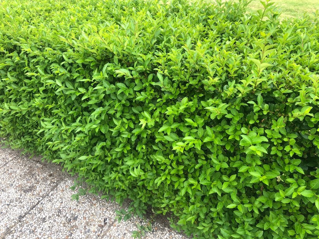 Foto 4 van Ligustrum Ovalifolium Haagplanten - Groene Ligusterhaag