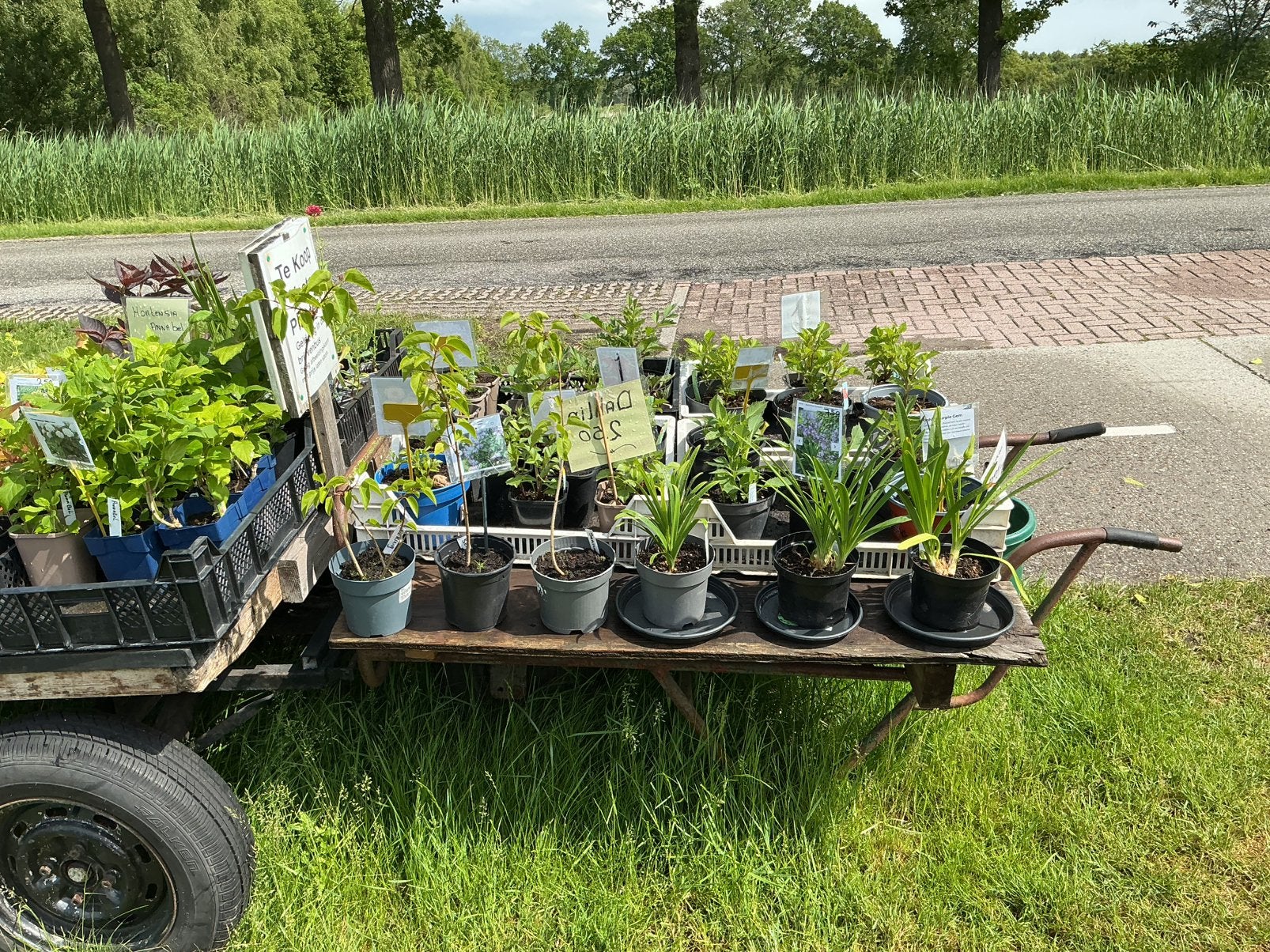 Dahlia’s en vaste planten, Tuin en Terras, Ophalen, Overige soorten, Volle zon