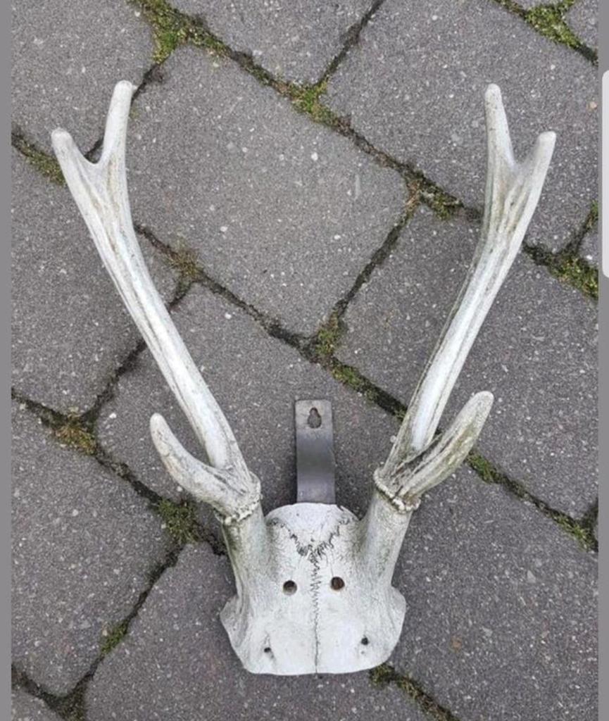 Prachtige Rusa Sambar hert ( Aziatisch ) herten schedel kop, Ophalen of Verzenden, Zo goed als nieuw