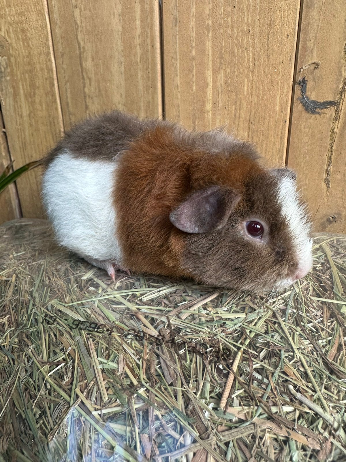 Laatste 2 jonge US teddy Cavia zeugjes zoeken gouden huisje!, Dieren en Toebehoren, Knaagdieren, Cavia, April, Meerdere dieren