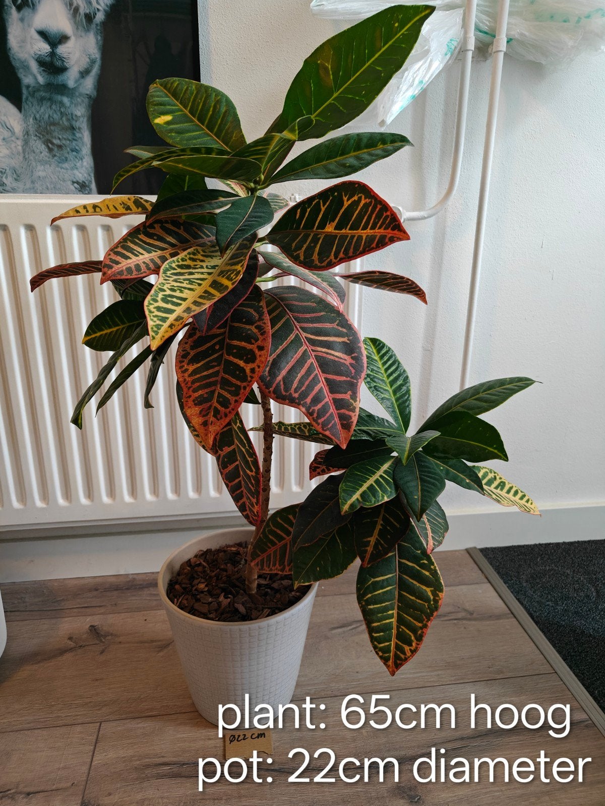 Kleurrijke Croton Kamerplant - 65cm hoog in pot, Ophalen, Overige soorten, Halfschaduw, In pot