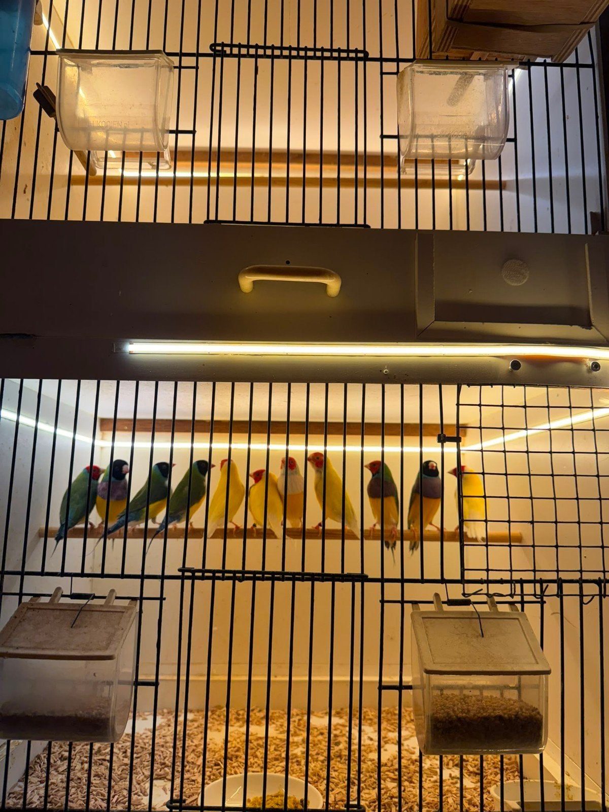 Gouldamedines te koop, Meerdere dieren