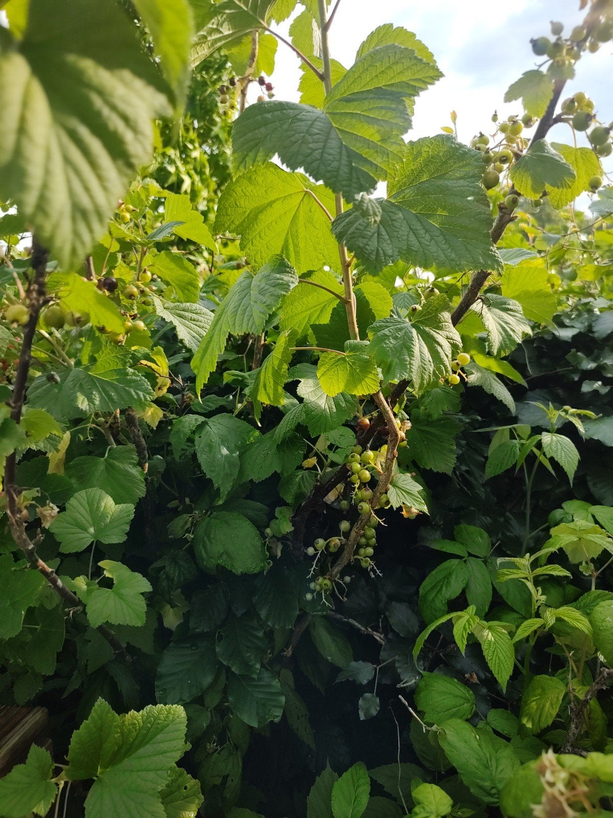 Zwarte bes struik, Ophalen, Minder dan 100 cm, Overige soorten, Lente